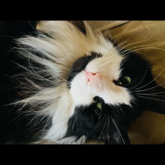 Meet your Posher, Pamela - Picture 1 of 1